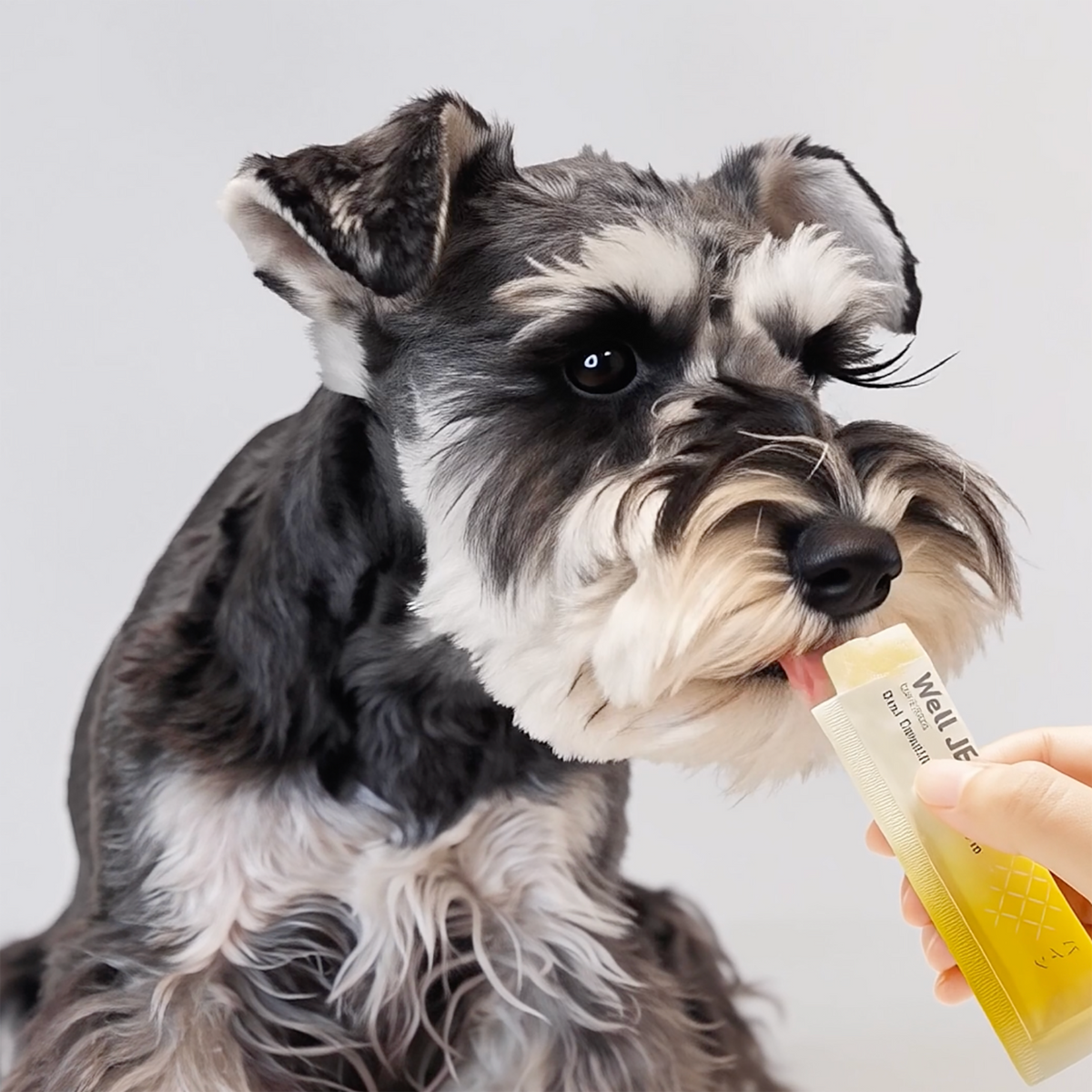 パイン味のゼリーを食べる犬