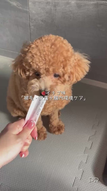 Well JELLYを食べるわんちゃん 07