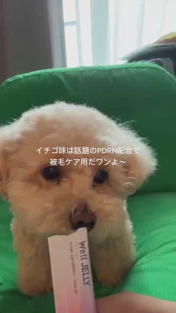 Well JELLYを食べるわんちゃん 05