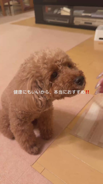 Well JELLYを食べるわんちゃん 06